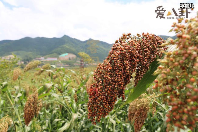 茅台太贵?窖国公这款酒口感评价不输茅台